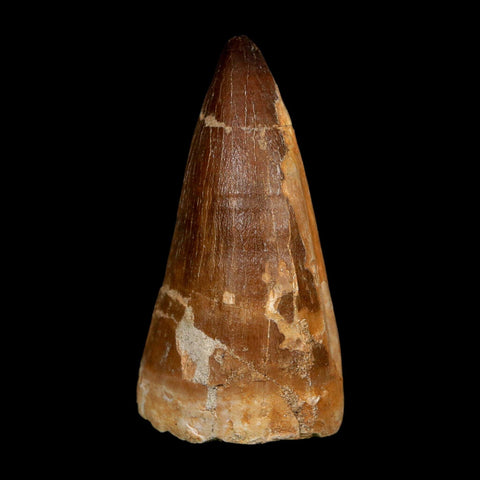 XXL 2.6" Mosasaur Prognathodon Fossil Tooth Cretaceous Dinosaur Era COA, Stand - Fossil Age Minerals