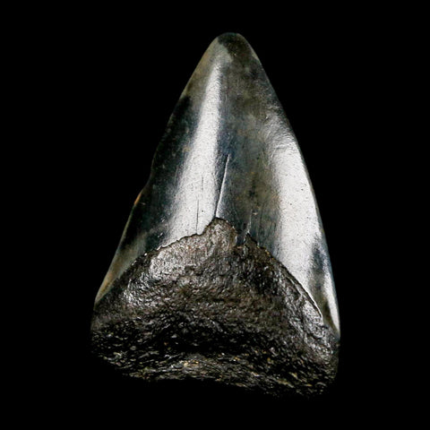 1.9" Quality Megalodon Shark Tooth Serrated Fossil Natural Miocene Age COA