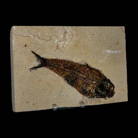 XXL 5.3" Knightia Eocaena Fossil Fish Green River FM WY Eocene Age COA & Stand - Fossil Age Minerals