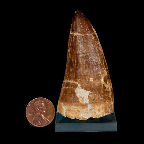 XXL 2.6" Mosasaur Prognathodon Fossil Tooth Cretaceous Dinosaur Era COA, Stand - Fossil Age Minerals