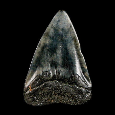 1.9" Quality Megalodon Shark Tooth Serrated Fossil Natural Miocene Age COA
