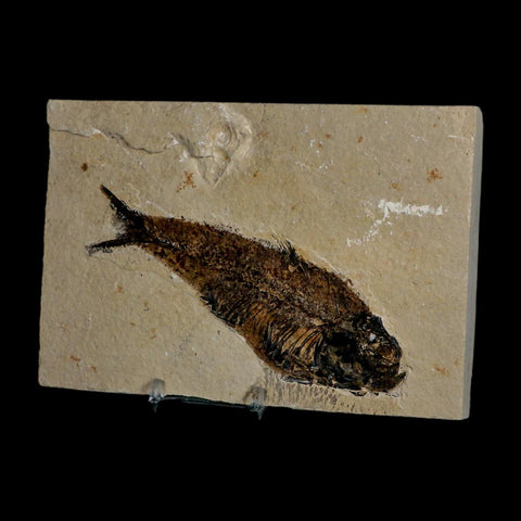 XXL 5.3" Knightia Eocaena Fossil Fish Green River FM WY Eocene Age COA & Stand - Fossil Age Minerals