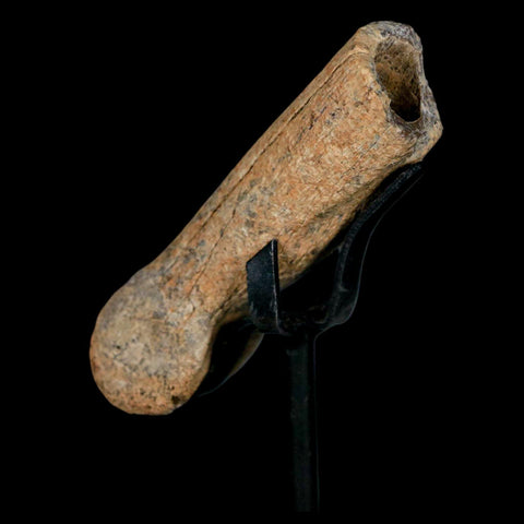3.2" Dromaeosaurus Raptor Fossil Finger Bone Cretaceous Dinosaur Hell Creek MT COA - Fossil Age Minerals