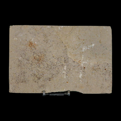 XXL 5.3" Knightia Eocaena Fossil Fish Green River FM WY Eocene Age COA & Stand - Fossil Age Minerals