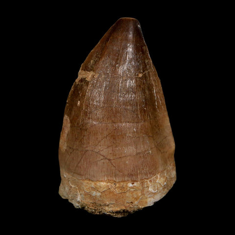 XL 2.2" Mosasaur Prognathodon Fossil Tooth Cretaceous Dinosaur Era COA, Stand - Fossil Age Minerals