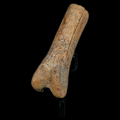 3.2" Dromaeosaurus Raptor Fossil Finger Bone Cretaceous Dinosaur Hell Creek MT COA - Fossil Age Minerals