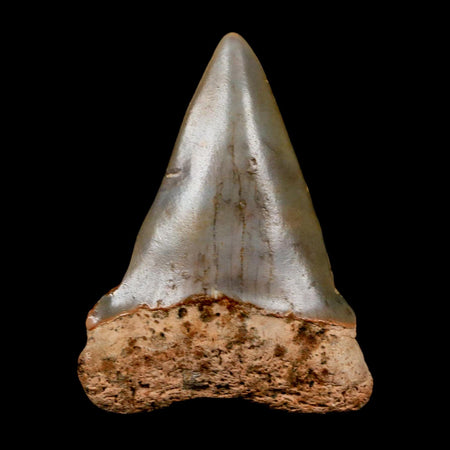 2" Quality Hastalis Mako Tooth Serrated Fossil Natural Miocene Age COA