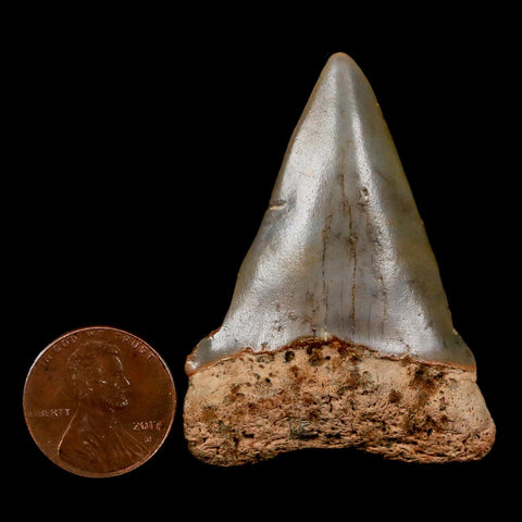 2" Quality Hastalis Mako Tooth Serrated Fossil Natural Miocene Age COA