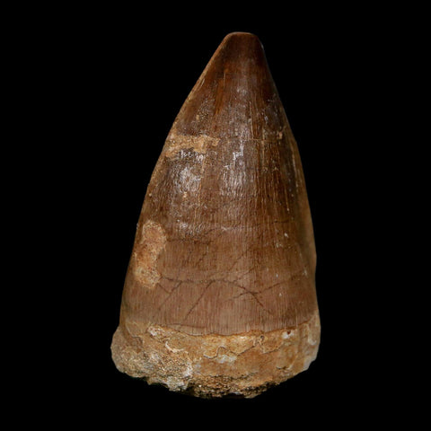 XL 2.2" Mosasaur Prognathodon Fossil Tooth Cretaceous Dinosaur Era COA, Stand - Fossil Age Minerals