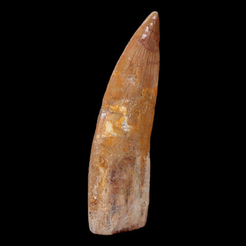 XL 3" Carcharodontosaurus Fossil Tooth Cretaceous Theropod Dinosaur COA, Stand - Fossil Age Minerals