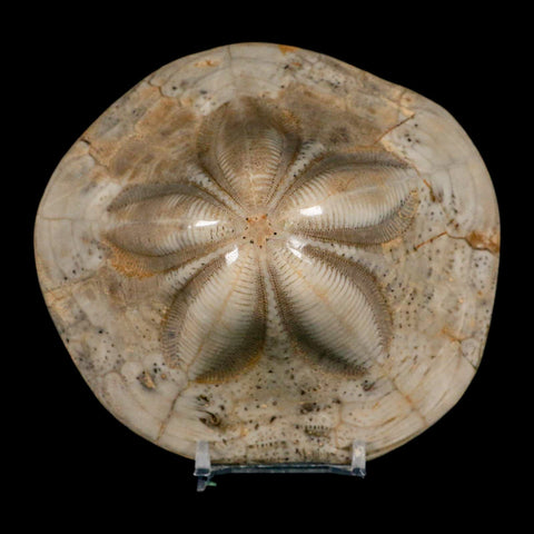 4.8" Detailed Fossil Clypeaster Altus Sea Urchin Echinoid Cretaceous Taza Morocco - Fossil Age Minerals