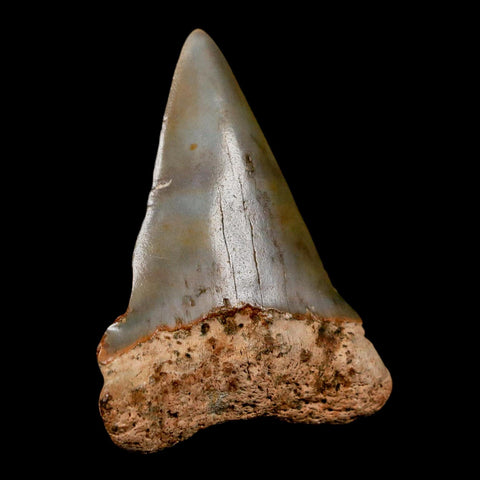 2" Quality Hastalis Mako Tooth Serrated Fossil Natural Miocene Age COA