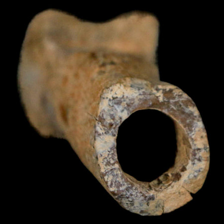 3.2" Dromaeosaurus Raptor Fossil Finger Bone Cretaceous Dinosaur Hell Creek MT COA