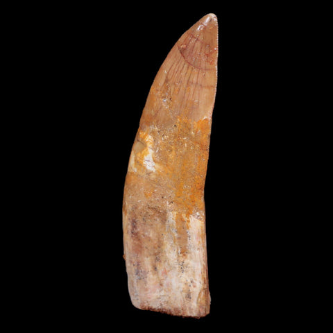 XL 3" Carcharodontosaurus Fossil Tooth Cretaceous Theropod Dinosaur COA, Stand - Fossil Age Minerals