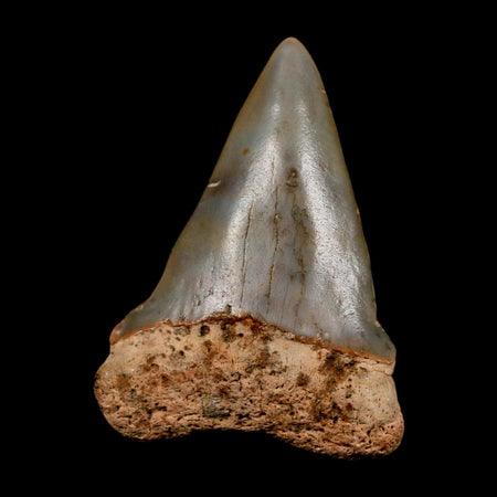 2" Quality Hastalis Mako Tooth Serrated Fossil Natural Miocene Age COA