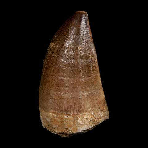 XL 2.2" Mosasaur Prognathodon Fossil Tooth Cretaceous Dinosaur Era COA, Stand - Fossil Age Minerals