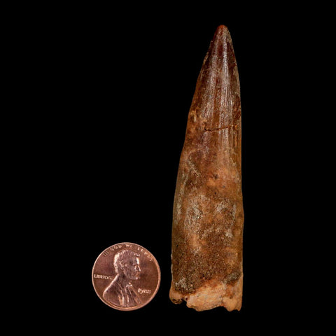 XL 3.1" Spinosaurus Fossil Tooth 100 Million Years Old Cretaceous Dinosaur COA - Fossil Age Minerals