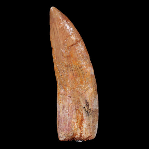 XL 3" Carcharodontosaurus Fossil Tooth Cretaceous Theropod Dinosaur COA, Stand - Fossil Age Minerals