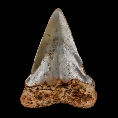 2" Quality Hastalis Mako Tooth Serrated Fossil Natural Miocene Age COA