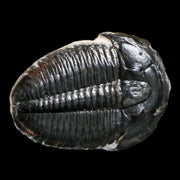 0.9" Elrathia Kingi Trilobite Fossil Utah Cambrian Age 521 Million Years Old COA