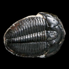Elrathia Trilobites Collection