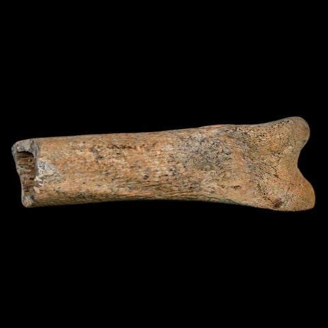 3.2" Dromaeosaurus Raptor Fossil Finger Bone Cretaceous Dinosaur Hell Creek MT COA - Fossil Age Minerals