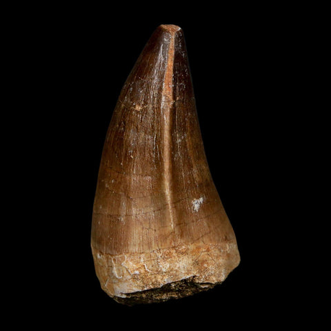 XL 2.2" Mosasaur Prognathodon Fossil Tooth Cretaceous Dinosaur Era COA, Stand - Fossil Age Minerals