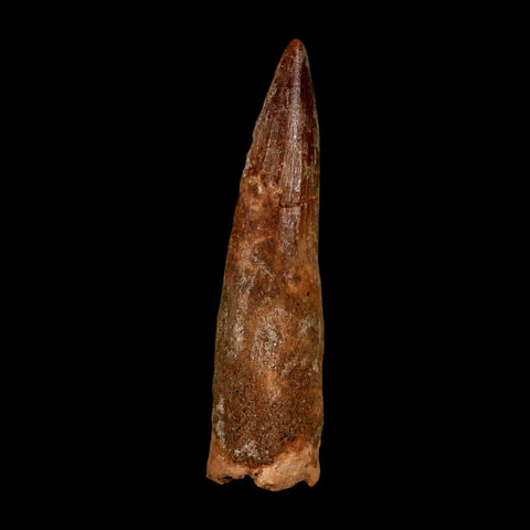 XL 3.1" Spinosaurus Fossil Tooth 100 Million Years Old Cretaceous Dinosaur COA - Fossil Age Minerals