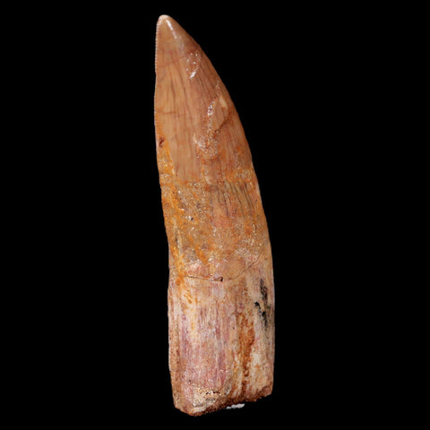 XL 3" Carcharodontosaurus Fossil Tooth Cretaceous Theropod Dinosaur COA, Stand - Fossil Age Minerals