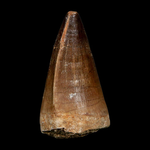 XL 2.2" Mosasaur Prognathodon Fossil Tooth Cretaceous Dinosaur Era COA, Stand - Fossil Age Minerals