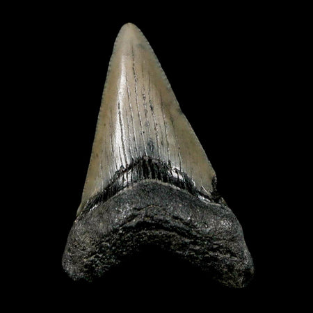2" Quality Megalodon Shark Tooth Serrated Fossil Natural Miocene Age COA