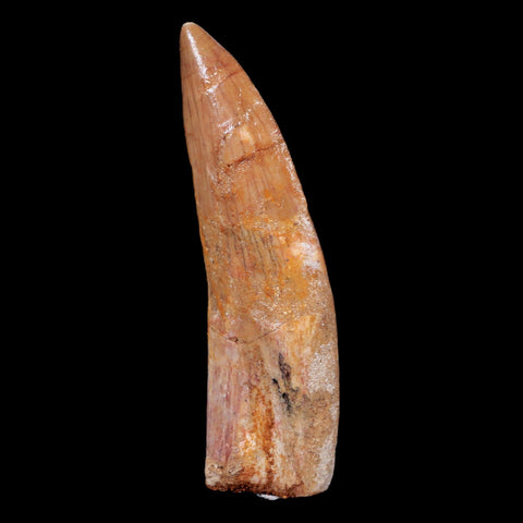 XL 3" Carcharodontosaurus Fossil Tooth Cretaceous Theropod Dinosaur COA, Stand - Fossil Age Minerals