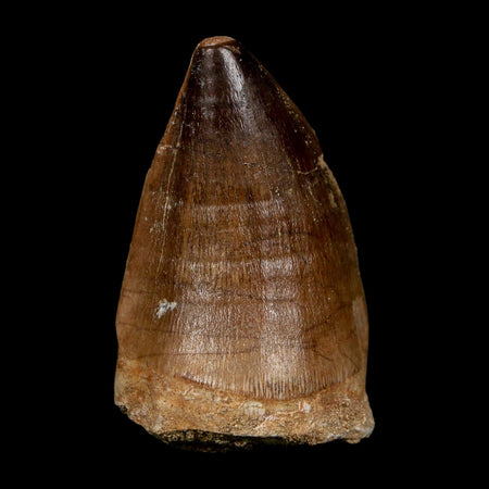 XL 2.2" Mosasaur Prognathodon Fossil Tooth Cretaceous Dinosaur Era COA, Stand
