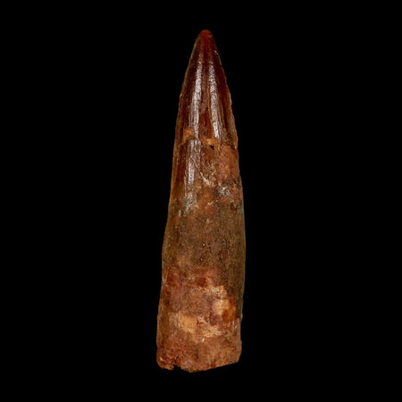 XL 3.1" Spinosaurus Fossil Tooth 100 Million Years Old Cretaceous Dinosaur COA