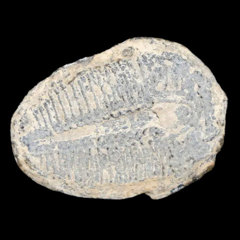 0.9" Elrathia Kingi Trilobite Fossil Utah Cambrian Age 521 Million Years Old COA - Fossil Age Minerals