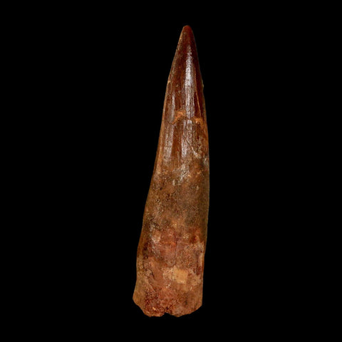 XL 3.1" Spinosaurus Fossil Tooth 100 Million Years Old Cretaceous Dinosaur COA - Fossil Age Minerals