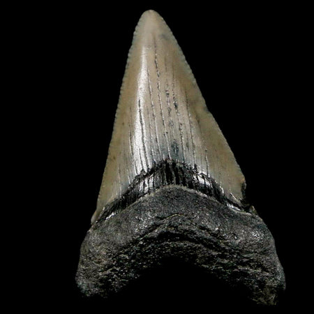 2" Quality Megalodon Shark Tooth Serrated Fossil Natural Miocene Age COA