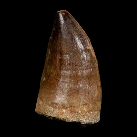 XL 2.2" Mosasaur Prognathodon Fossil Tooth Cretaceous Dinosaur Era COA, Stand