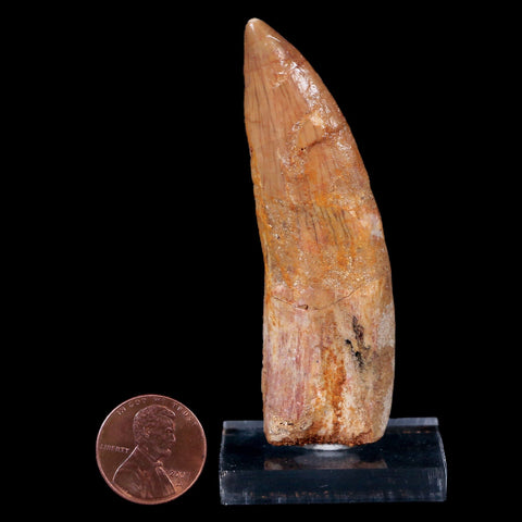 XL 3" Carcharodontosaurus Fossil Tooth Cretaceous Theropod Dinosaur COA, Stand - Fossil Age Minerals