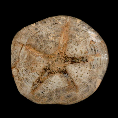 4.8" Detailed Fossil Clypeaster Altus Sea Urchin Echinoid Cretaceous Taza Morocco - Fossil Age Minerals