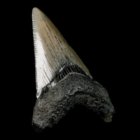 2" Quality Megalodon Shark Tooth Serrated Fossil Natural Miocene Age COA