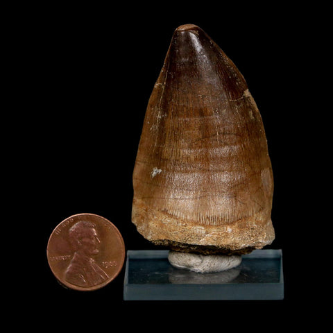 XL 2.2" Mosasaur Prognathodon Fossil Tooth Cretaceous Dinosaur Era COA, Stand - Fossil Age Minerals