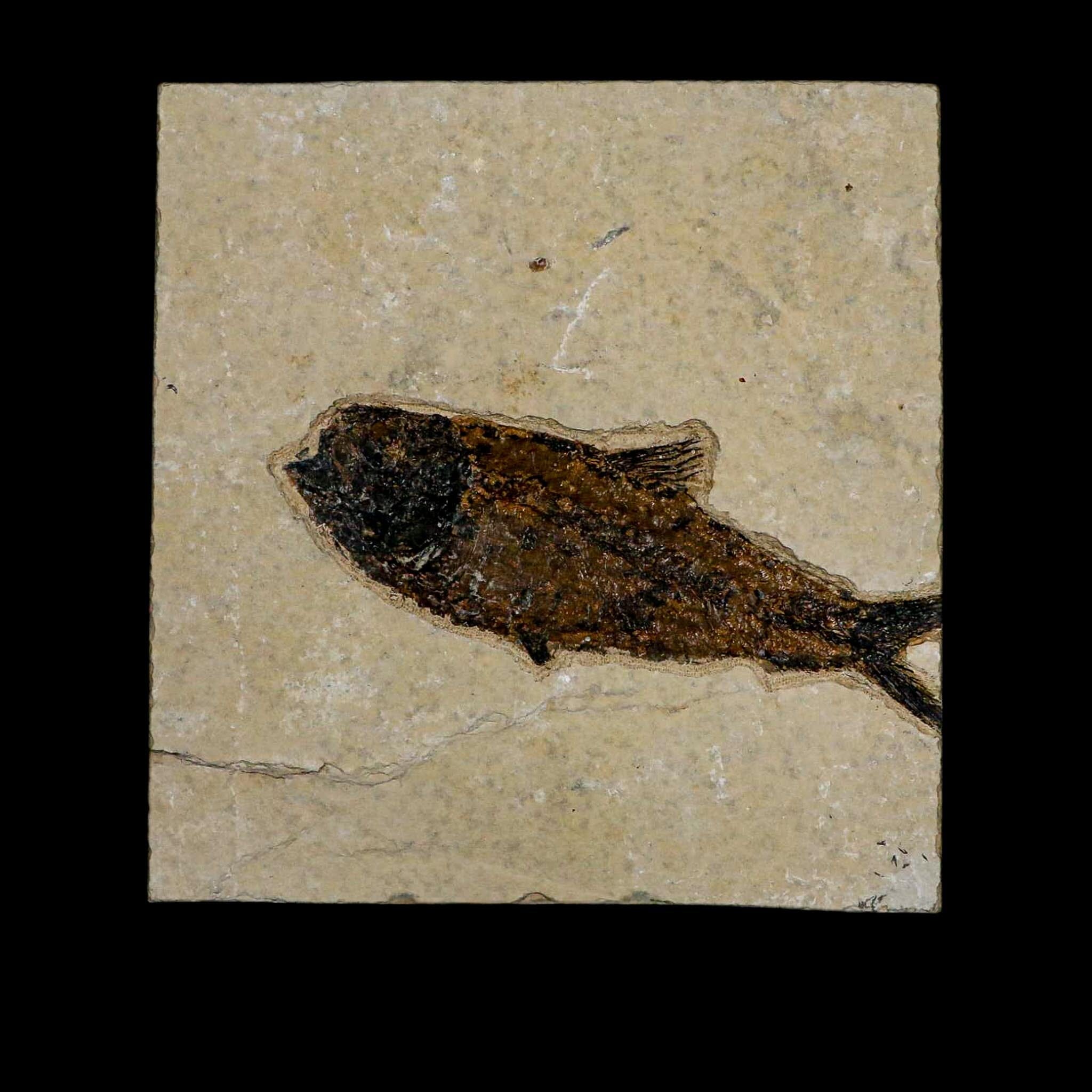 XL 4.7" Knightia Eocaena Fossil Fish Green River FM WY Eocene Age COA & Stand - Fossil Age Minerals