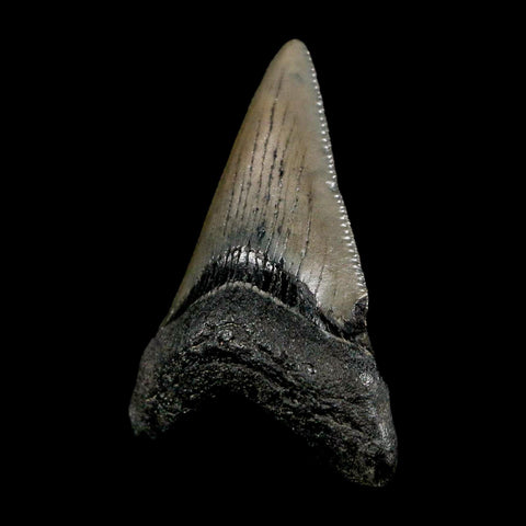 2" Quality Megalodon Shark Tooth Serrated Fossil Natural Miocene Age COA
