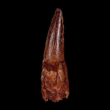 XL 3.2" Spinosaurus Fossil Tooth 100 Million Years Old Cretaceous Dinosaur COA