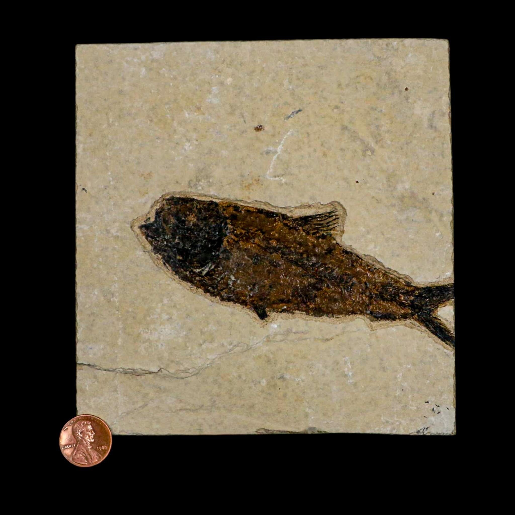 XL 4.7" Knightia Eocaena Fossil Fish Green River FM WY Eocene Age COA & Stand - Fossil Age Minerals
