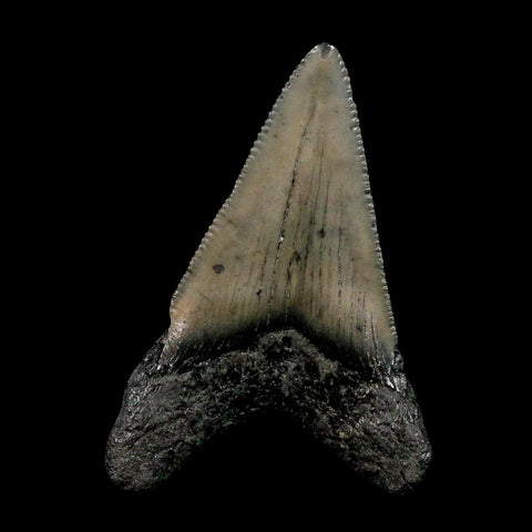 2" Quality Megalodon Shark Tooth Serrated Fossil Natural Miocene Age COA