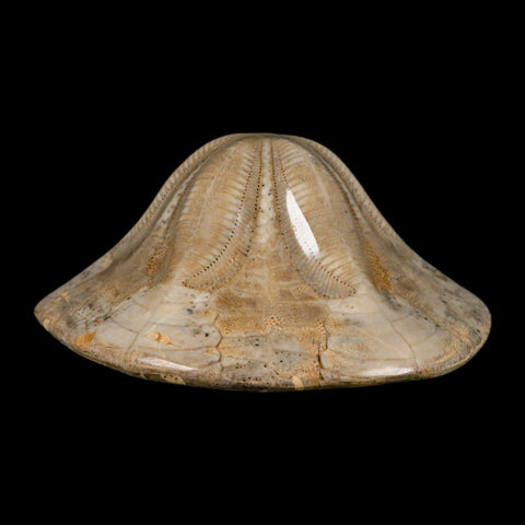 4.8" Detailed Fossil Clypeaster Altus Sea Urchin Echinoid Cretaceous Taza Morocco - Fossil Age Minerals