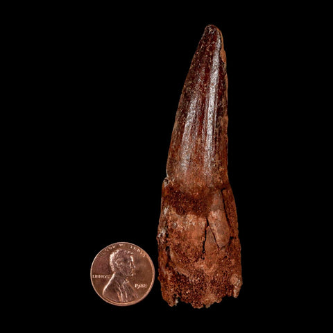 XL 3.2" Spinosaurus Fossil Tooth 100 Million Years Old Cretaceous Dinosaur COA - Fossil Age Minerals