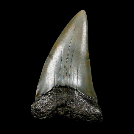 1.9" Quality Hastalis Mako Tooth Serrated Fossil Natural Miocene Age COA
